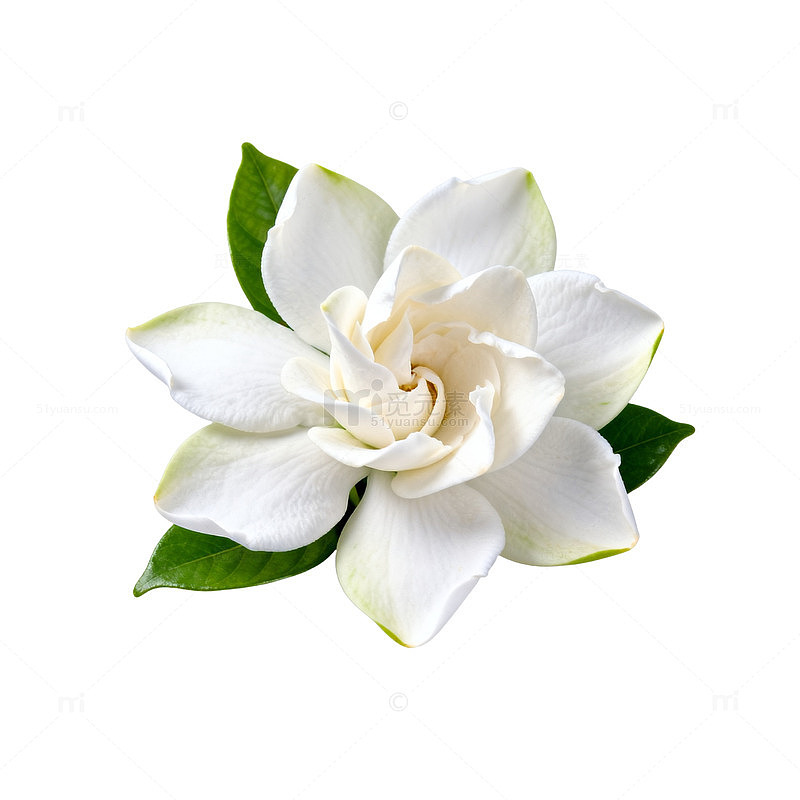 白色栀子花特写图片