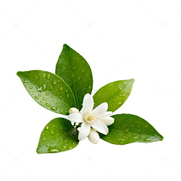 清新绿意茉莉花特写