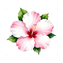 水彩花卉植物插画