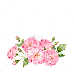 水彩粉色玫瑰花装饰设计素材
