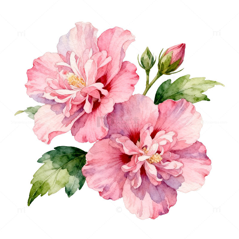 水彩粉色花卉插画