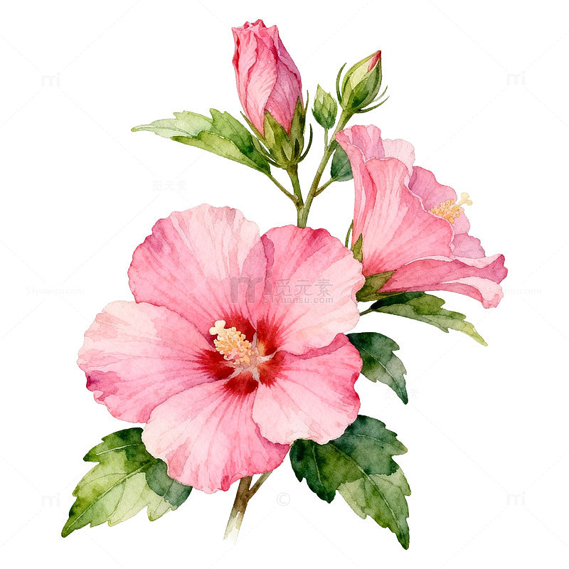 水彩粉色木槿花插画