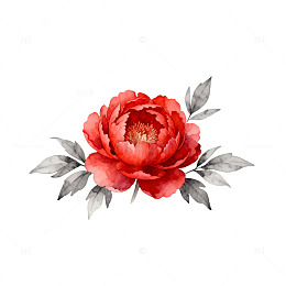 水彩红花装饰画元素