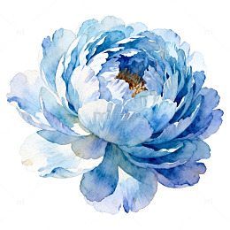 蓝牡丹水彩花卉插画