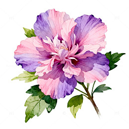水彩花卉植物插画