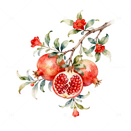 水彩石榴花卉插图