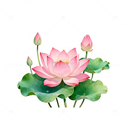 水彩荷花插画素材