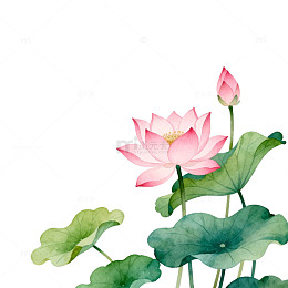 水彩荷花艺术插画