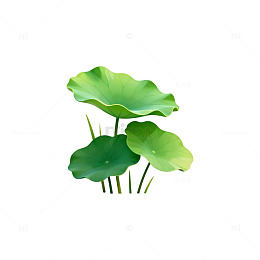 荷叶矢量插画设计素材