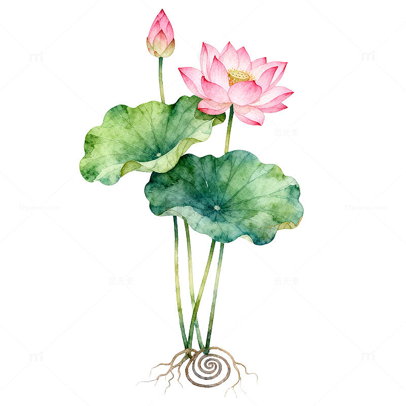 水彩荷花艺术画