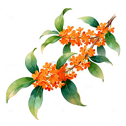 桂花插画手绘