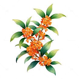 桂花插画设计素材