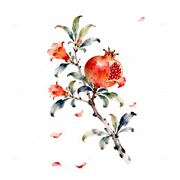 水彩石榴花卉手绘插画