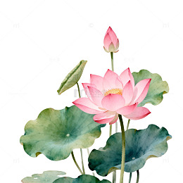 水彩荷花装饰画素材