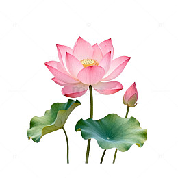 荷花插画透明背景素材