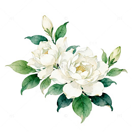 水彩白牡丹花卉插画
