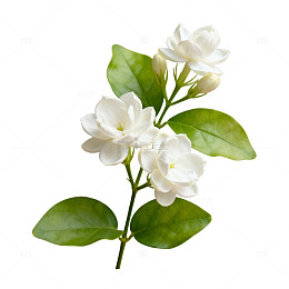茉莉花手绘插画素材