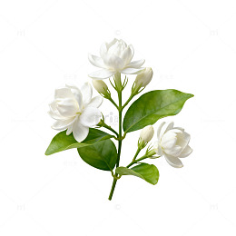 清新茉莉花写真片