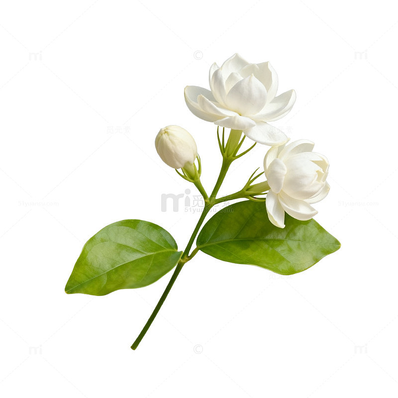茉莉花插图清新插画设计素材