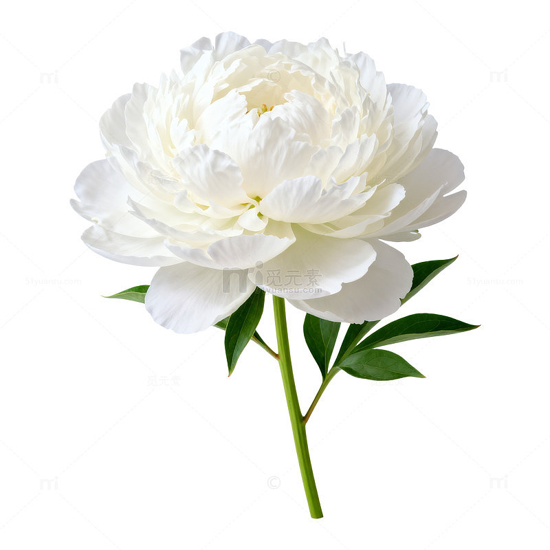 白色芍药特写素材