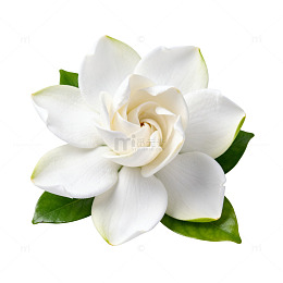 清新风格栀子花插画素材