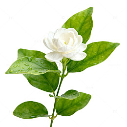清新茉莉花图片