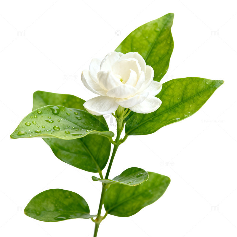 清新茉莉花图片