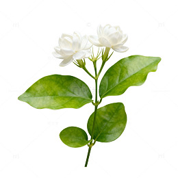 清新茉莉花插画设计素材