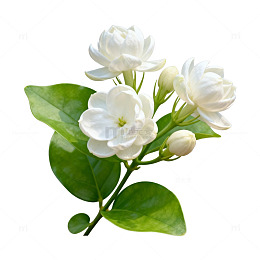 清新茉莉花束特写