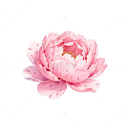 粉色芍药花手绘插画
