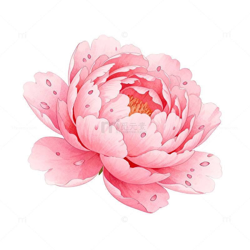 粉色牡丹花卉插画设计素材