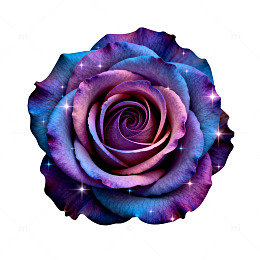 梦幻色彩玫瑰花卉装饰素材