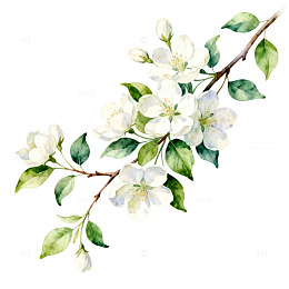 水彩花卉插画海棠花枝