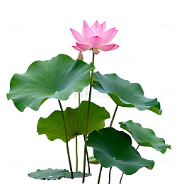 清新荷花图设计元素