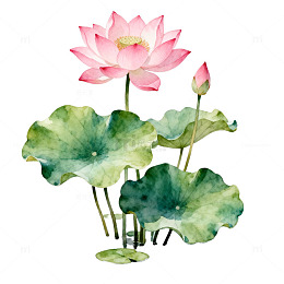 水墨荷花水彩画设计元素