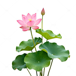 清新荷花矢量图片设计元素