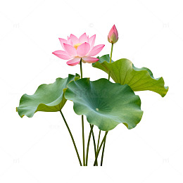 水墨荷花装饰图案元素