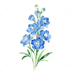 水彩蓝花植物插画