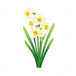 卡通风格水仙花插画素材
