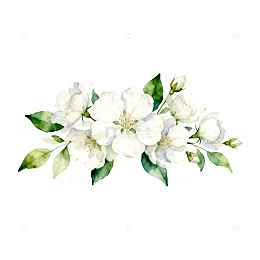 水彩茉莉花装饰插画
