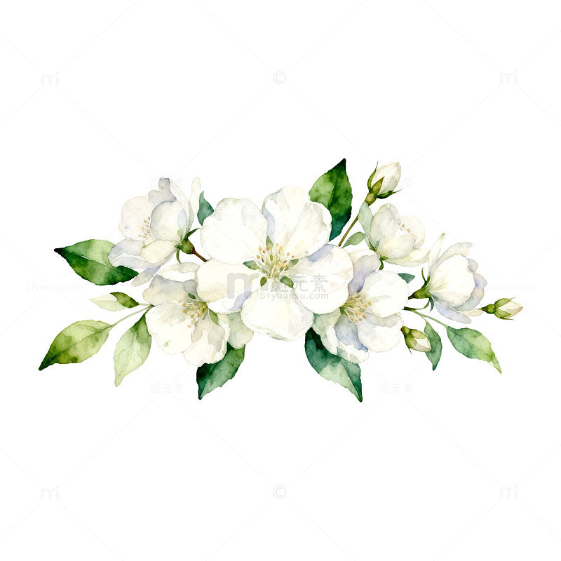 水彩茉莉花装饰插画