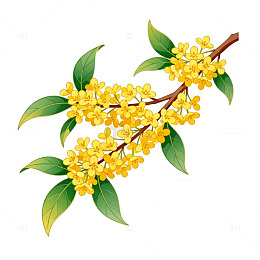 桂花盛开插画