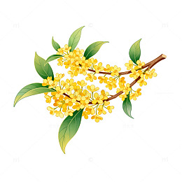 桂花插画手绘风格