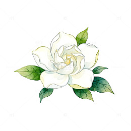 手绘白色玫瑰花矢量插画