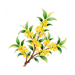 水彩画桂花树枝