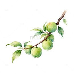 水彩青梅枝条装饰画