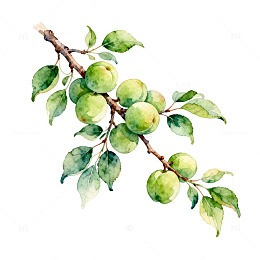 水彩青梅枝叶插画