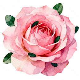 粉色玫瑰水彩插画