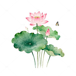 水墨荷花蝴蝶手绘插画素材