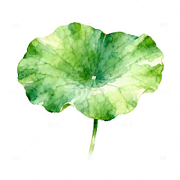 水彩荷叶手绘植物插画素材